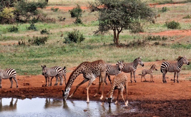 shutterstock 2317753437