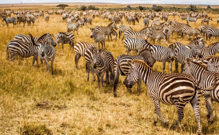 shutterstock 2434592979