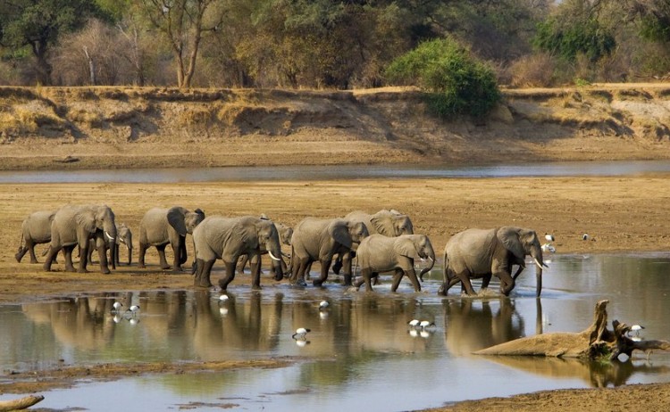 Elephant herd crossing Luangwa river in Zambia