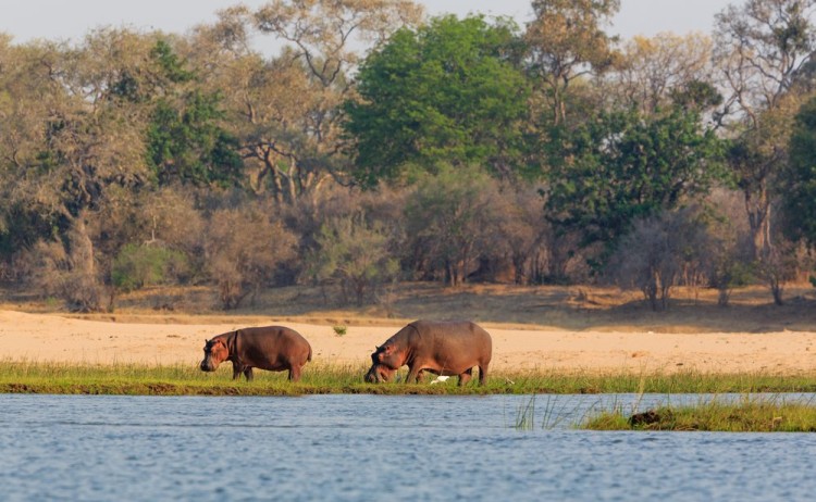 Hippo in NP Lower Zambezi Zambia
