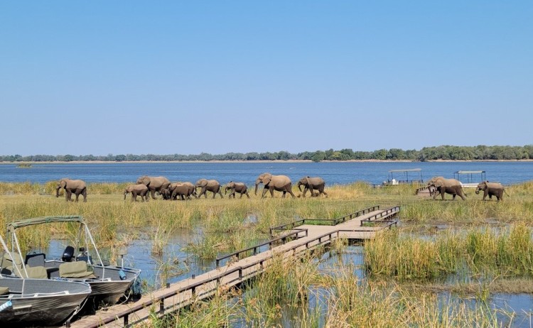Safari through Lower Zambezi national park Zambia