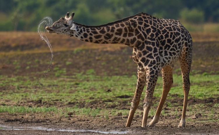 Thornicroft giraffe Giraffa camelopardalis thornicrofti drinking in South Luangwa National Park Zambia