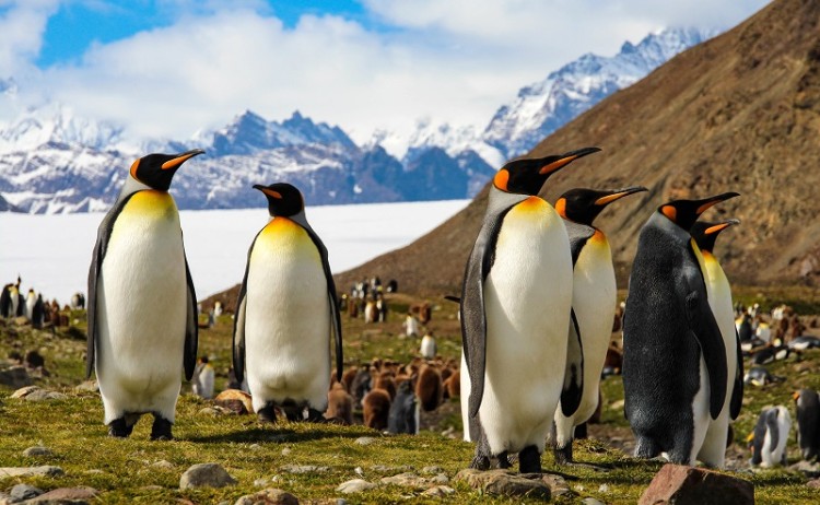King penguins South Georgia Ultimate Antarctica cruise