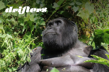 Uganda Wildlife Explorer: Small Group
