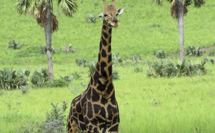 Uganda wildlife