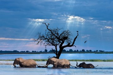 Ultimate Africa