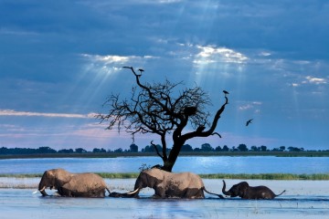 Ultimate Africa