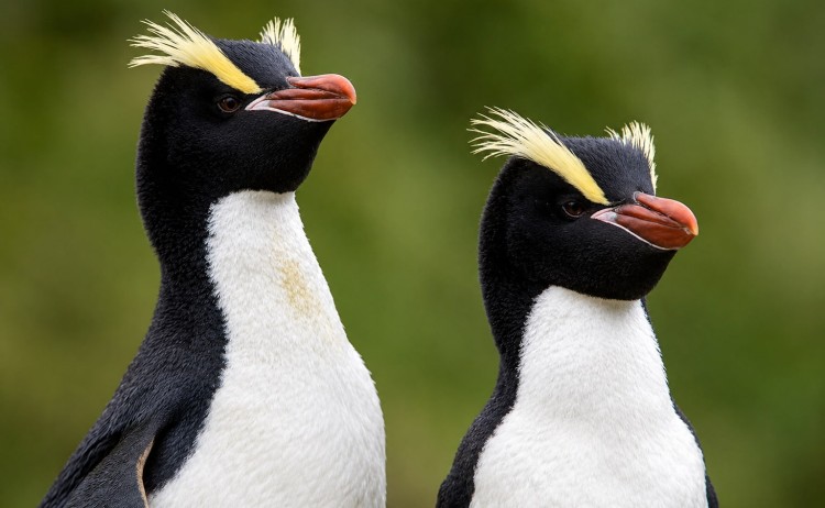Ultimate Antarctica Adventure Erect crested Penguins Subantarctic Islands