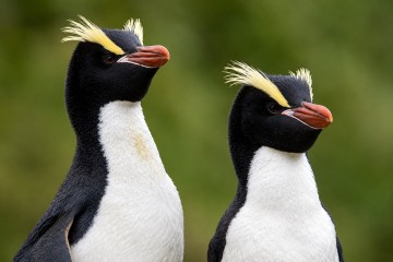 Ultimate Antarctica Adventure: Ushuaia to Dunedin
