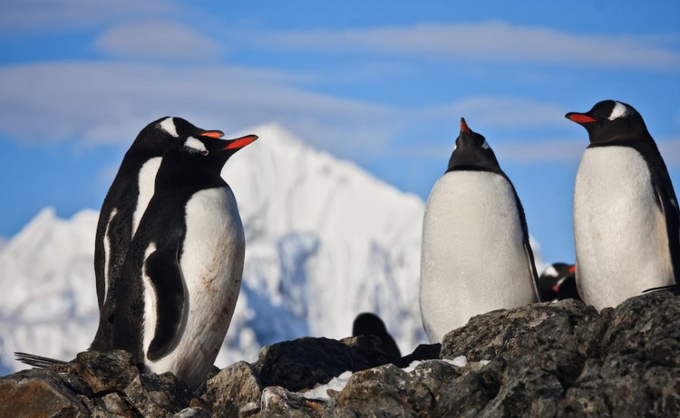 Ultimate Antarctica Adventure Gentoo penguins in Antarctic Peninsula
