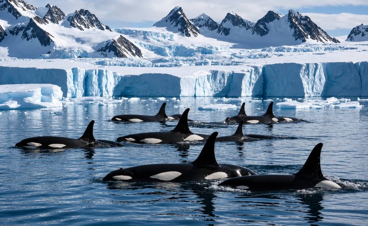 Ultimate Antarctica Adventure Orca in fascinatingformation