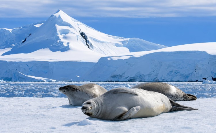 Ultimate Antarctica Adventure small group of seals