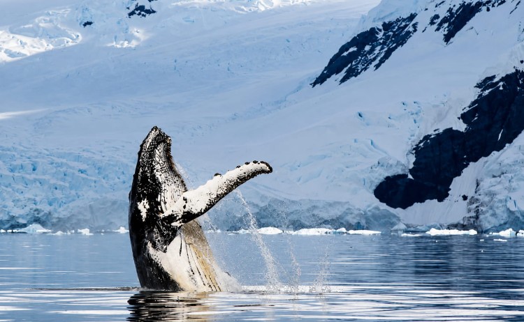 Ultimate Antarctica humpback Whale vertical breach