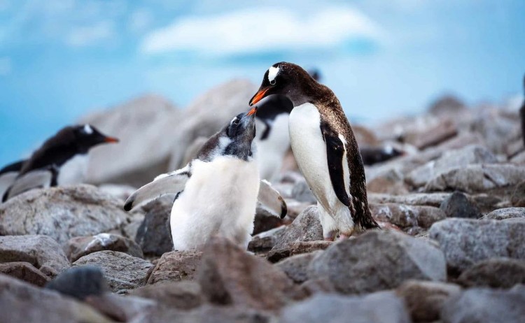 Ultimate Antarctic circle crossing p adult and chick penguin