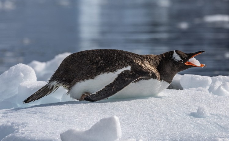 Ultimate Circle crossing playful penguin on the ice
