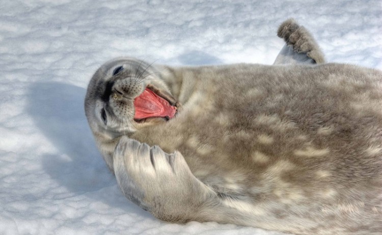 Antarctica Wildlife Seal shutterstock 82734565 800