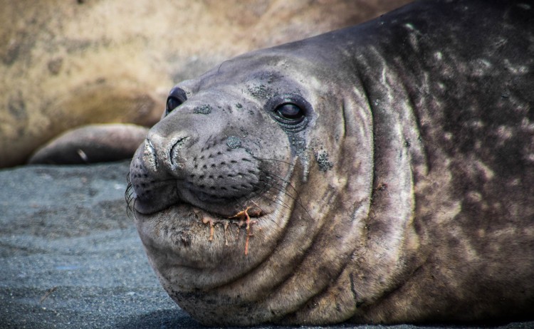 Elephant Seal2