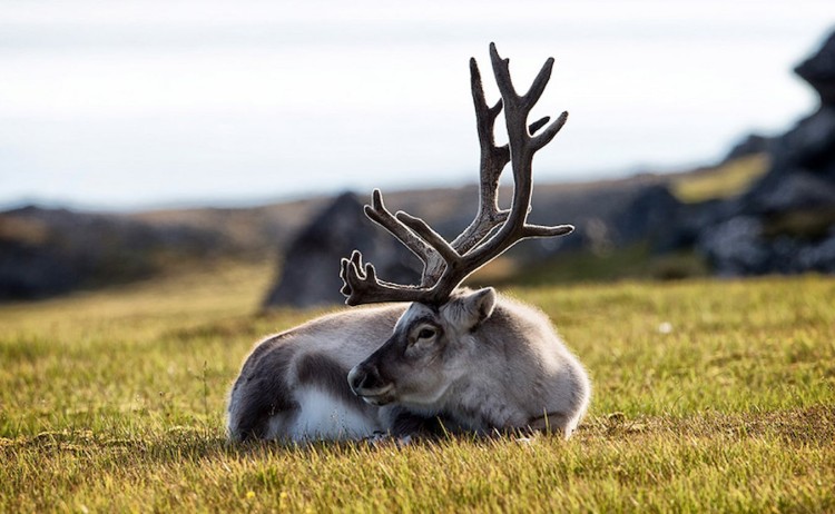 Ultimate Arctic OdysseySvalbard reindeer