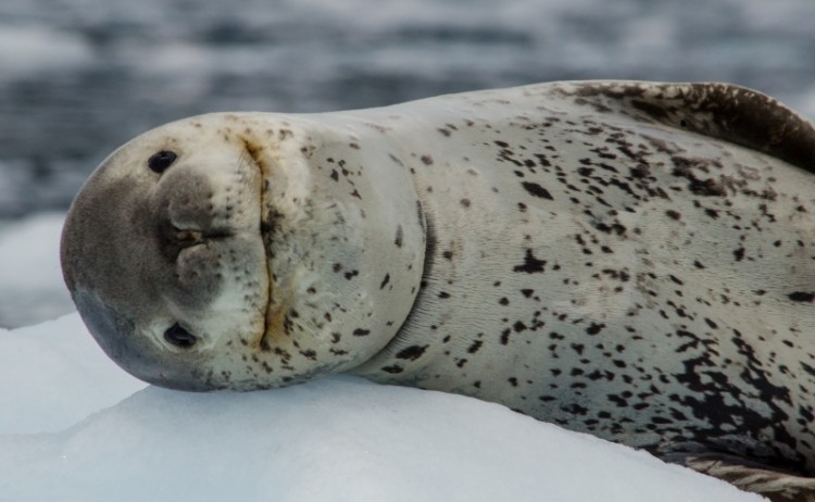 PL Antarctica Leopard Seal Closeup
