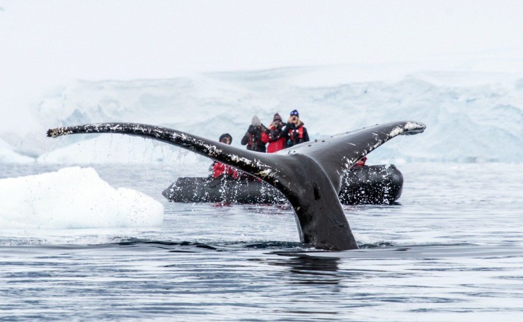 charlotte bay antarctica whale polar latitudes