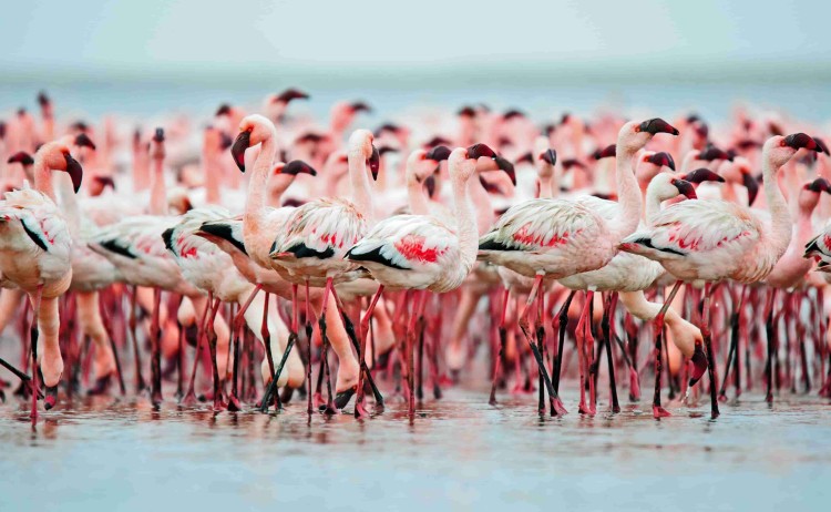 Group of flamingos in Namibia