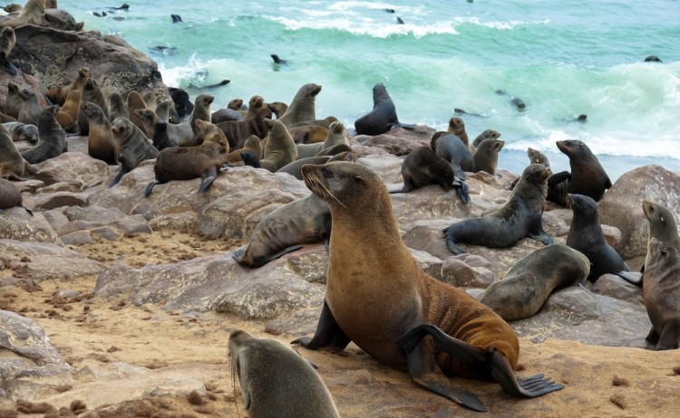 The seal colony in the Cape Cross Reserve