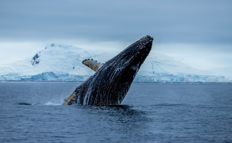 Abreaching humpback whale on the Antarctic peninsula Antarctica