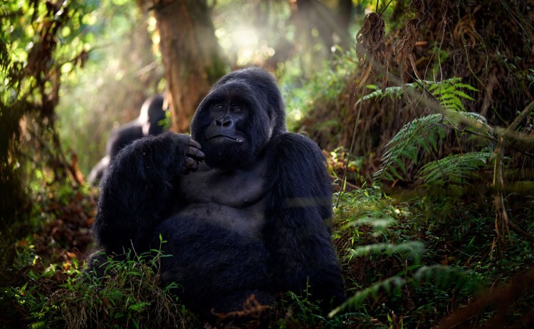 Small Mountain gorilla Mgahinga National Park in Uganda. shutterstock 2034460634