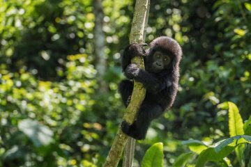 Ultimate Bwindi Gorilla Encounter