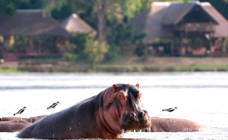 CHIAWA CAMP Hippo infront of camp