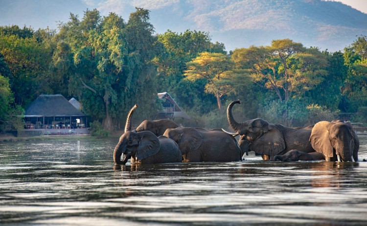 Chiawa Camp elephants in river