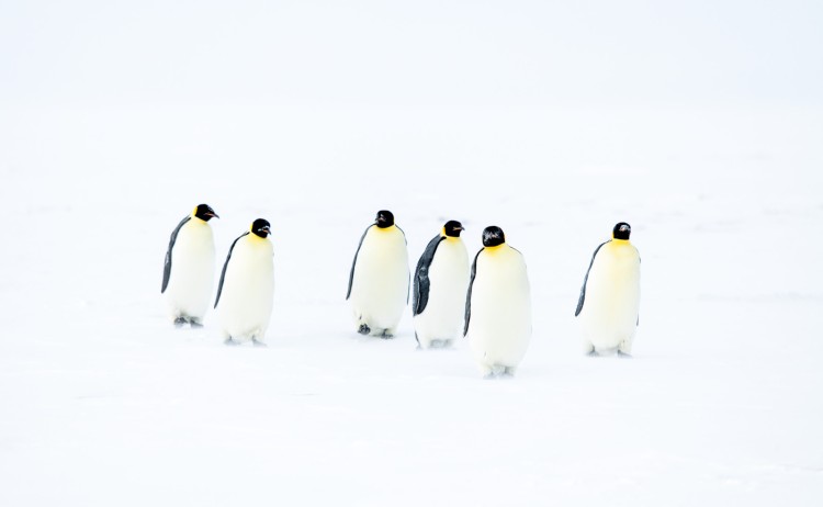 4 Antarctica McMurdo Bay Mer de rossStudioPONANT MorganeLANCO
