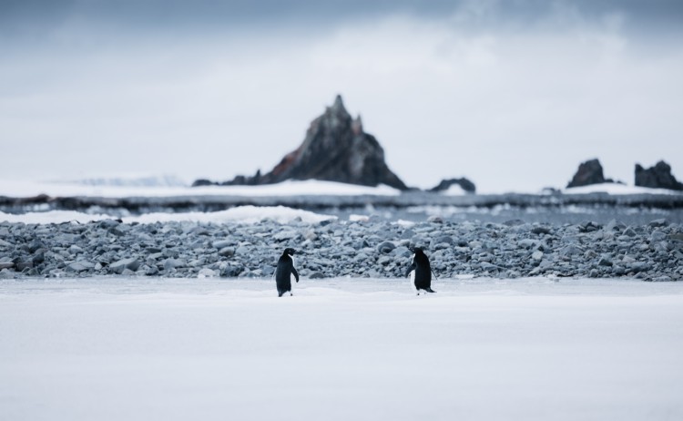 Unexplored Antarctica between Two Continents, two penguins in Antarctica