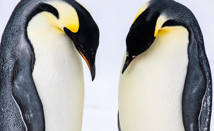 Unexplored Antarctica two adult penguin