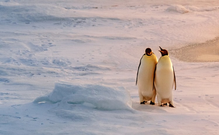 20 Manchots empereurs sur la banquise en mer de Weddell Studio Ponant Laurence FISCHER +clair