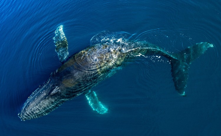 Unexplored Easr Antarctica Humpback Whale