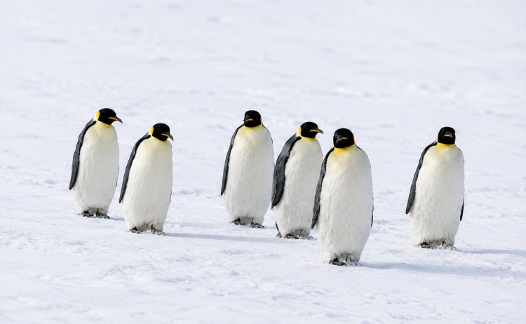 Unexplored East Antarctica group of adult penguins walking on the ice