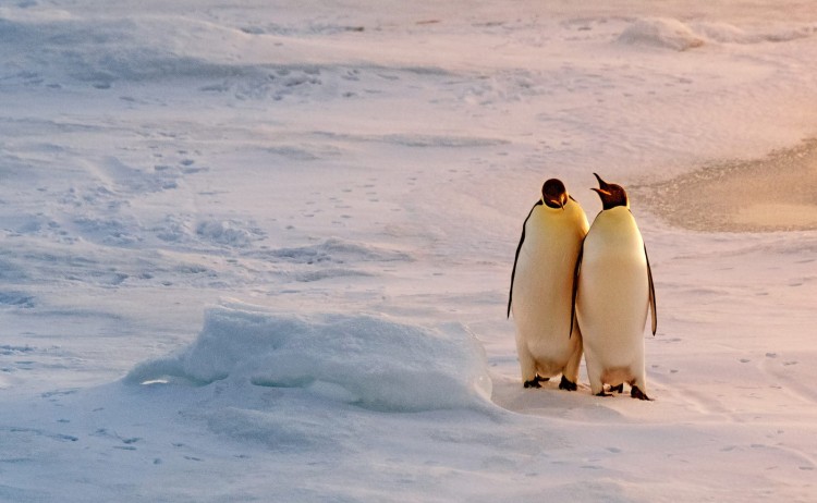 Unexplored East Antarctica two Emperor penguins