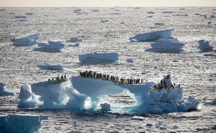 Unexplored Western Antarctica between 2 Continents group of penguins