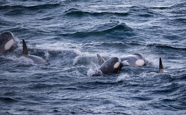 Unexplored Western Antarctica group of Orcas