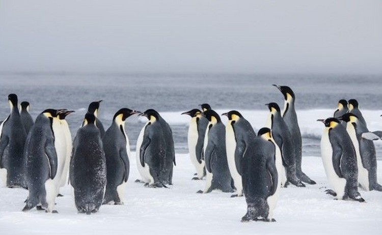 Unexplored Western Antarctica group of penguins
