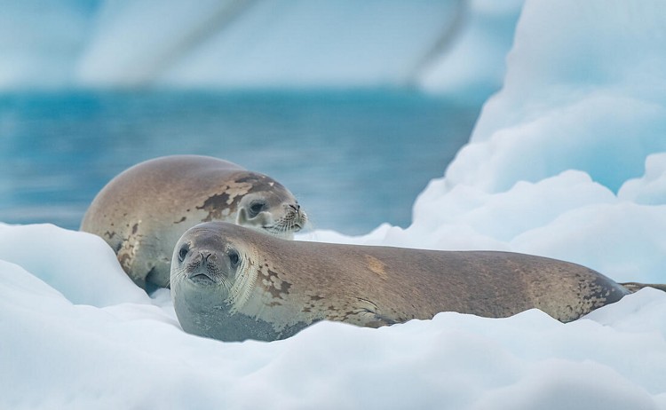 Unexplored Western Antarctica seals