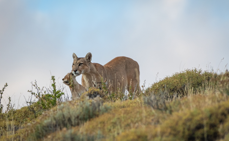 Awasi Patagonia wildlife