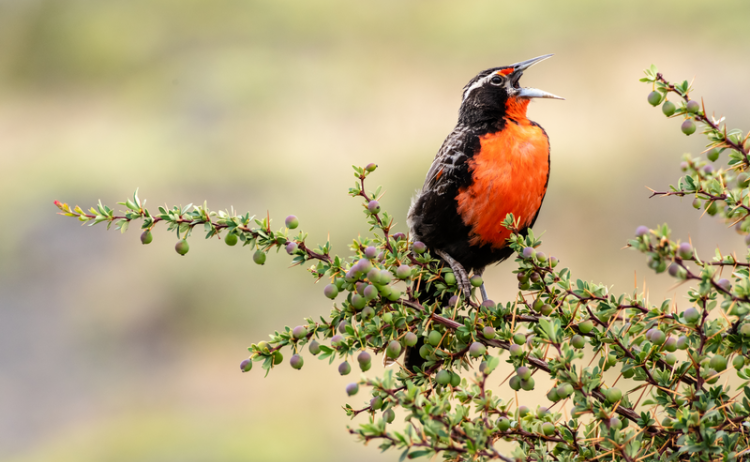 Torres del Paine National Park wildlife