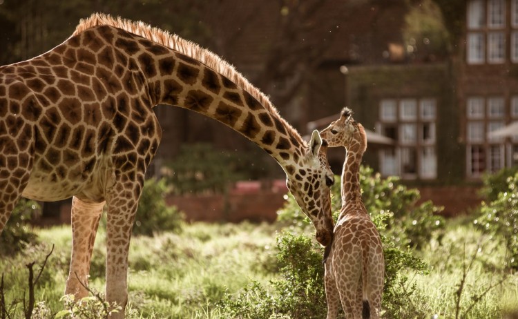 SMALL Daisy + Baby 01