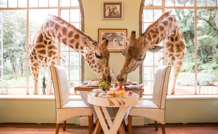 SMALL Neck and neck in the race for breakfast