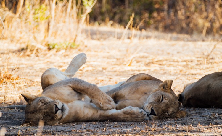 Asilia Africa Jabali Ridge Two lioness relax in the shade