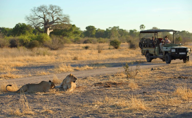 Jabali Lions close up small