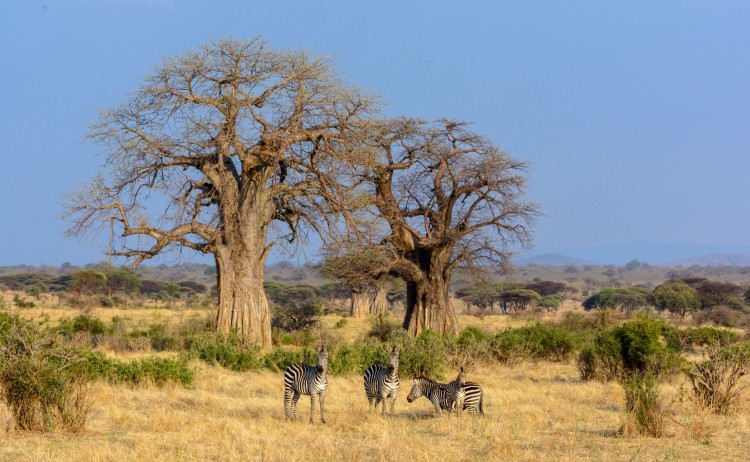Jabali Ridge landscape baobab tree zebra small