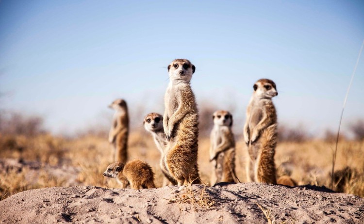 Jacks Camp stay Meerkat experience